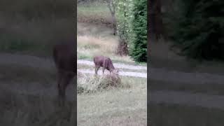 Bucks playing 10/5/19