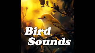 Twilight Wings of Calm: Soothing Bird Sounds