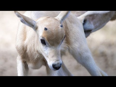 В зоопарке родился детёныш редкой антилопы Аддакс