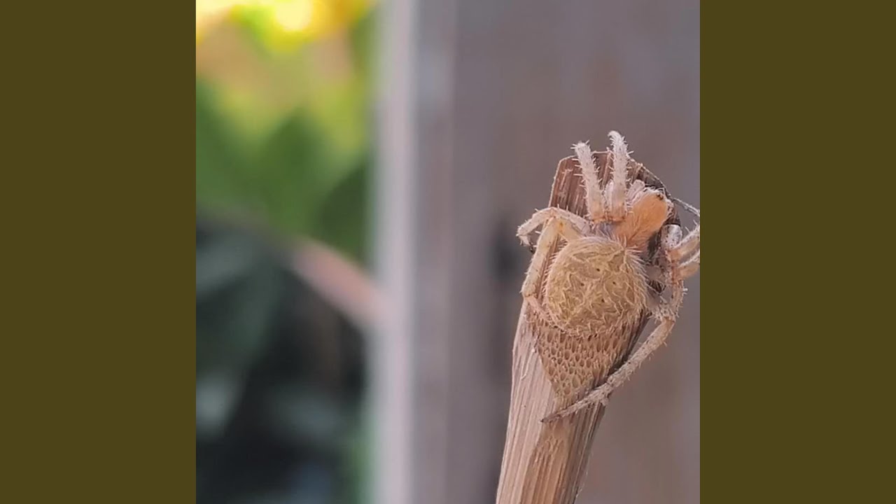 Guarda Sono su YouTube Guarda Sono su YouTube