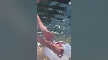 Crabbing in Brixham…..our big catch