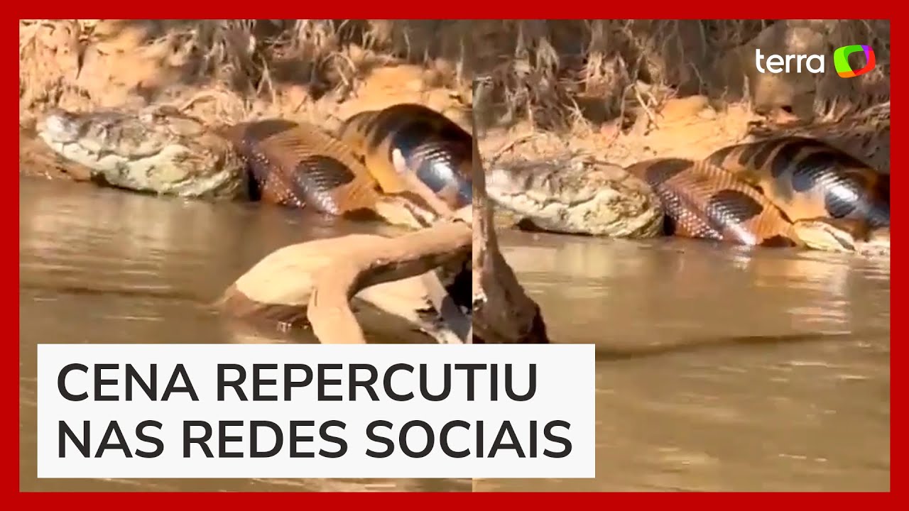 Cafofo' das sucuris: jovem descobre toca de serpente gigante em MS