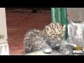 BCS - Amur Leopards Cubs 2012 - First Day Outside the Den