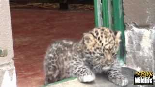 BCS  Amur Leopards Cubs 2012  First Day Outside the Den