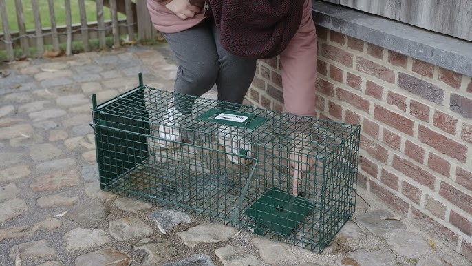 Havahart Trap - Model 1 (18x5x5) For Chipmunks, Rats, Squirrels or  Weasels