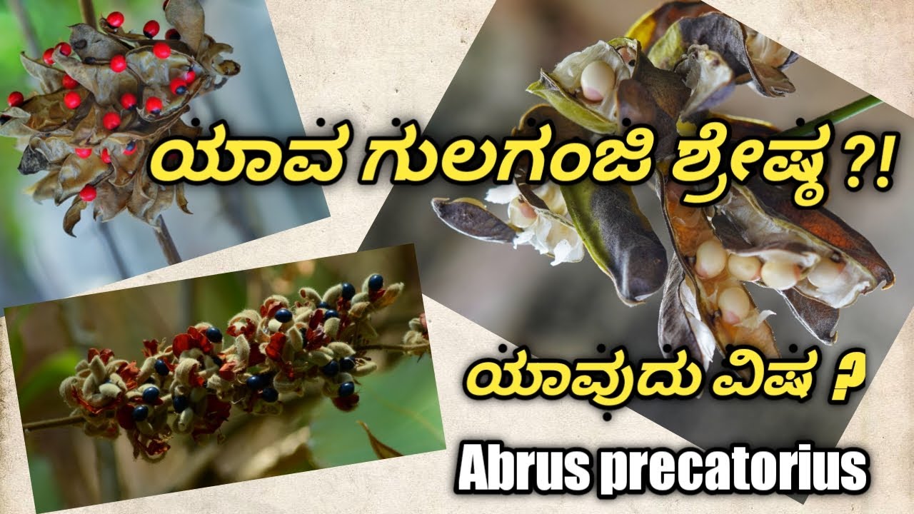 ಕೆಂಪು, ಬಿಳಿ ಹಾಗು ನೀಲಿ ಗುಲಗಂಜಿ