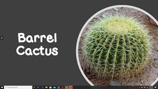 Week 3 - Plants of the Sonoran Desert 12 Iconic Plants Of The Sonoran Desert Ep 332