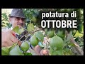 Con questa ultima potatura dell'autunno la tua pianta di limone produrr che  una bellezza