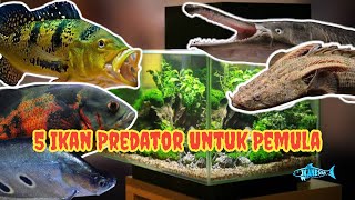 Download Lagu 5 Ikan Predator Yang Cocok Dipelihara Buat Pemula MP3
