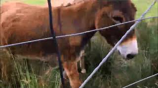 Tiny Donkey Thinks He's Actually A Dog | beautiful creatures
