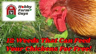 12 Weeds That Can Feed Your Chickens For Free!