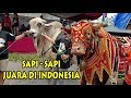 Video Sapi - Sapi Juara Di Kontes APPSI Grabag Sapi PO Ekstrim Dan Sapi Super Ekstrim