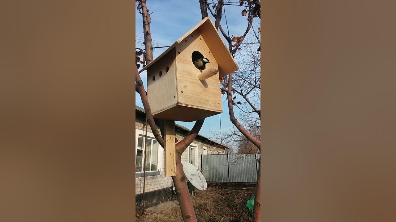 синичник гнездовье. скворечник проверочное слово. скворечник ответы. загадка про скворечник для детей. скворечник ответы.