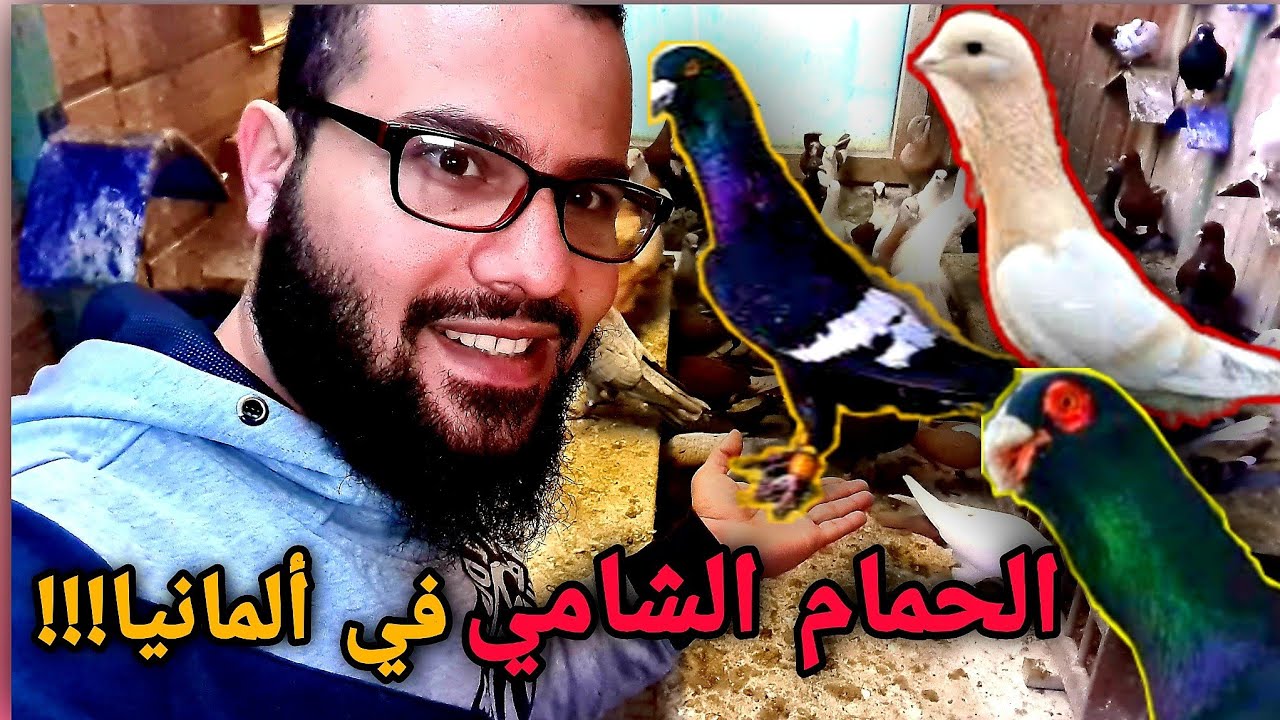 روائع الحمام الشامي في ألمانيا مع المربي ابو علي