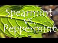 Spearmint vs Peppermint 🌿 What is the Difference?