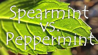 Spearmint vs Peppermint  What is the Difference?