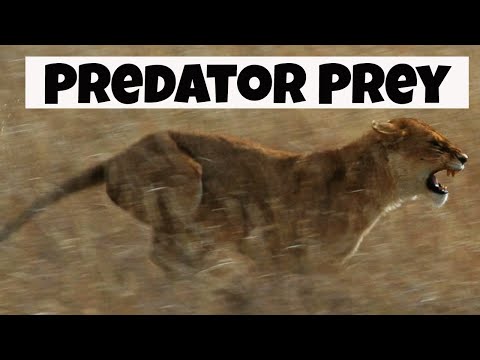 Video: Vad är definitionen av predation?