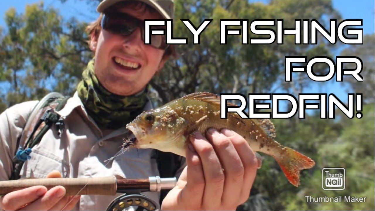 Fly Fishing for Redfin/ English Perch Twigging For Redfin YouTube