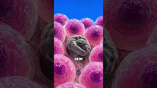 Your Sunburn Is Actually Mass Cellular Suicide 💥