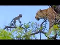 Leopard Kills Baby Vervet Monkey