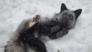 Emmie Fox plays in the snow for the first time