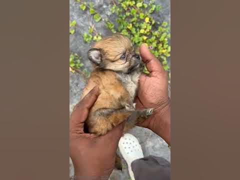 Toy culture puppy || Trivandrum ||+91 85938 52209 || #plantorium