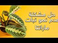 3نصائح لتشجيع نباتات مارانتا على النمو بشكل أسرع نبات المصلى 