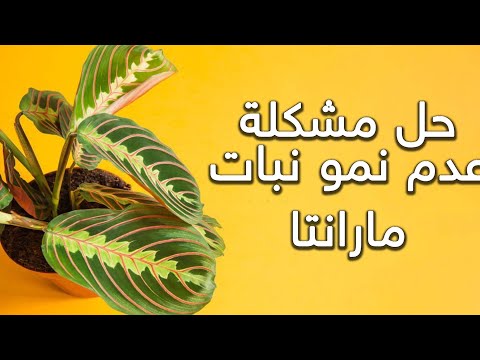 3نصائح لتشجيع نباتات مارانتا على النمو بشكل أسرع نبات المصلى 