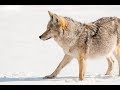Early and Late Season Coyote Calling Strategy