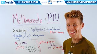 Comment Le Méthimazole Et Le Propylthiouracile Ptu Traitent-Ils Lhyperthyroïdie ?