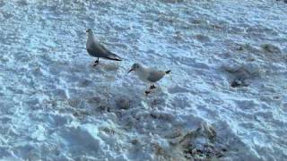 SANY0469.MP4