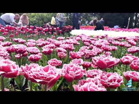 Парад тюльпанов в