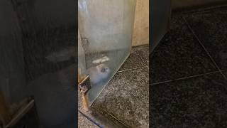 Guinea Pig Hiding In The Shower Booth Cos Its Too Hot Outside