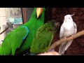 オカメインコとオオハナインコ