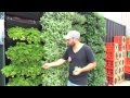 Wall Garden | Vertical Garden Installation & Operation