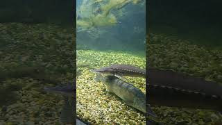 Пресноводные рыбы 🐟 #аквариум #осетр #рыба