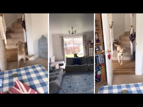 puppy-can't-find-owner-playing-hide-&-seek