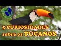 🐦 5 CURIOSIDADES sobre os TUCANOS