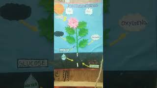 project proces of plant activity for school students