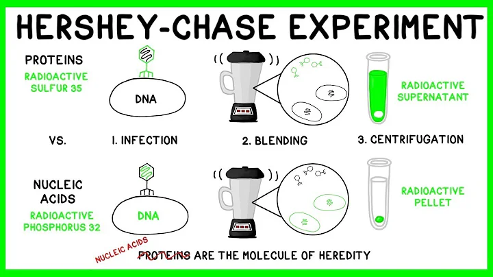 Hershey and Chase Experiment: DNA is the Molecule ...