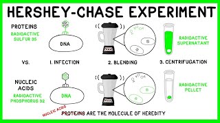 Hershey and Chase Experiment: DNA is the Molecule of Heredity
