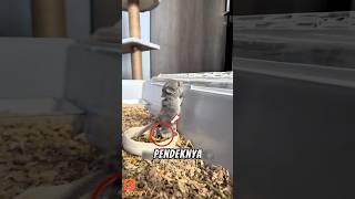 Tikus Ini Memiliki Bulu Yang Sangat Lebat