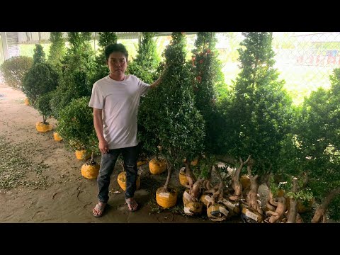 Video Trang siêu bông, phôi Hoa Giấy - giá rẻ 20/10 ????0332... - youtube