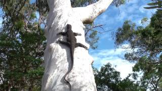 Exclusive Goanna on Scribbly Gum Details