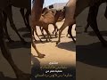 جديد سليمان بن خالد السياري