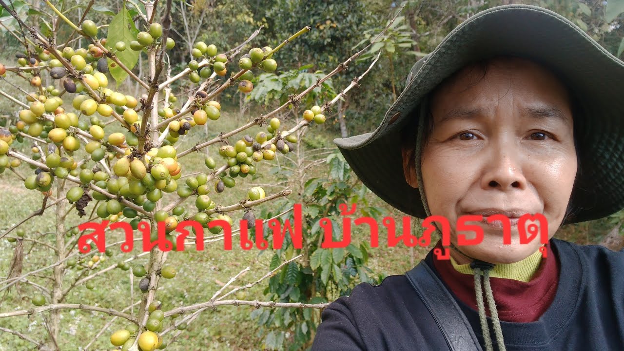 สวนกาแฟ บ้านภูธาตุ ชนบทลาวเหนือ