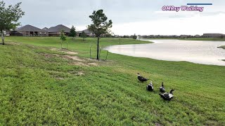 Walking morning cloudy windy little rainy day with birds 4k 10 bit 60 fps