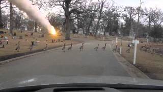 Duck crossing missile attack!