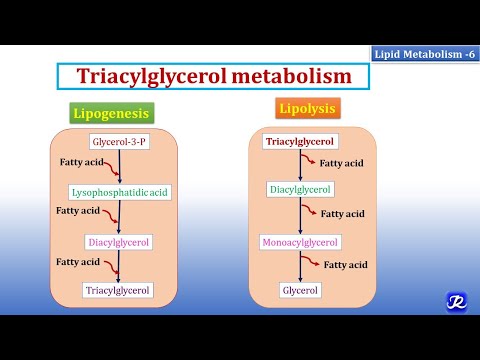 वीडियो: ट्राएसिलग्लिसरॉल कहाँ संश्लेषित होते हैं?