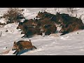 KARDA MÜKEMMEL YABAN DOMUZU AVI - PERFECT WILDBOAR HUNTING IN THE SNOW, HOG HUNTS, PIG, WILD ANİMALS